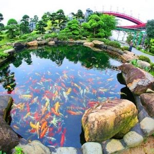 Mẫu tiểu cảnh bể cá đẹp